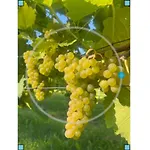 Obst- Und Weingut Ingenhof Lejlighed *