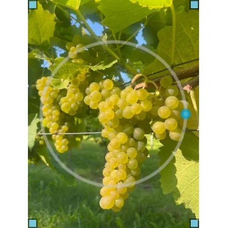 Obst- Und Weingut Ingenhof Appartement *